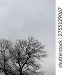 Grey sky and leafless tree branches silhouette.Winter season nature concept photo.