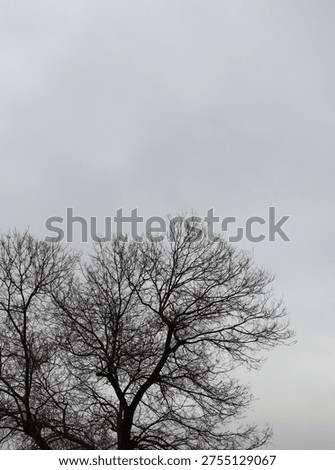 Grey sky and leafless tree branches silhouette.Winter season nature concept photo.