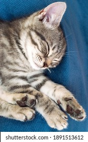 Grey Small Cat Sleeping On The Blue Pillow. Close Up.