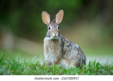 Grey Small Hare Eating Grass On Summer Field. Wild Rabbit In Nature