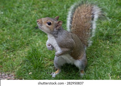 Grey Squirrel