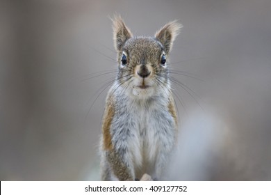 Grey Squirrel