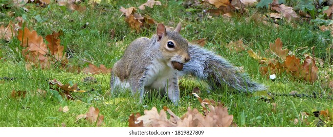 Grey Squirrel With Acorn In Its Mouth