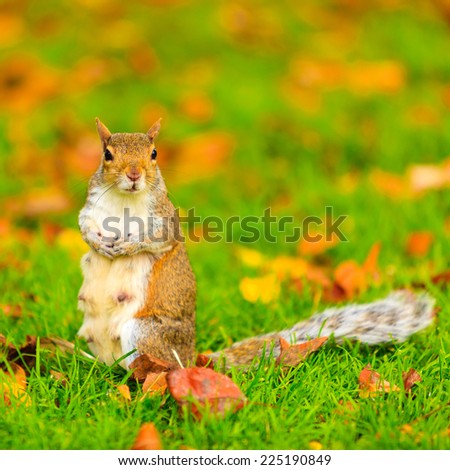 Similar – Image, Stock Photo autumn squirrel