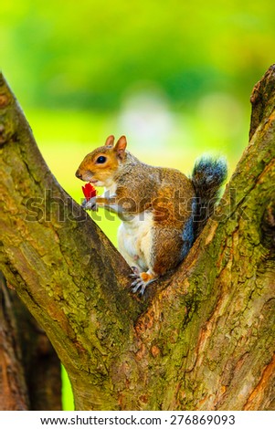 Similar – Image, Stock Photo autumn squirrel