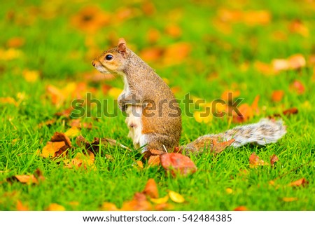 Similar – Image, Stock Photo autumn squirrel