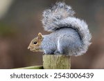 Grey Squirrel at Bradgate Park, taken with a Canon 90D and 150-600mm Sigma C lens. 