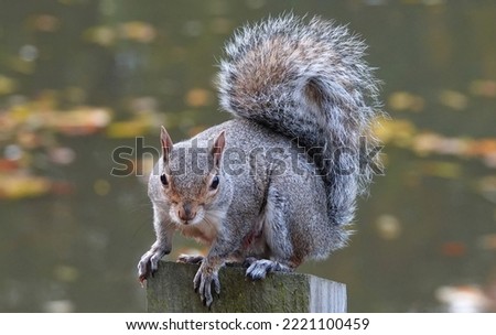 A grey squirrel with a bushy tail perching on a fence post against a defocused background.