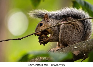 Grey Squirrel Chewing On An Acorn