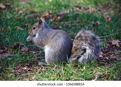 A Grey Squirrel Chewing On A Seed Pod