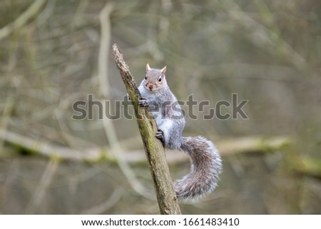 Similar – Image, Stock Photo Beautiful gray squirrel eats nut on tree in winter