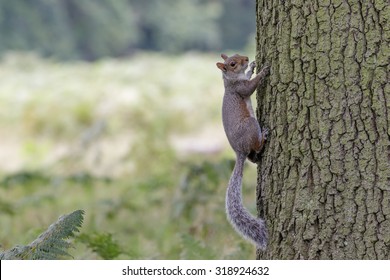 A Grey Squirrel clings to the trunk of an Oak tree. - Powered by Shutterstock