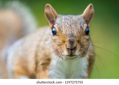 Grey squirrel close up