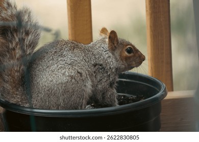 A grey squirrel digging in a black plastic flower pot on a wooden porch
