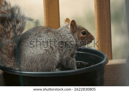 A grey squirrel digging in a black plastic flower pot on a wooden porch