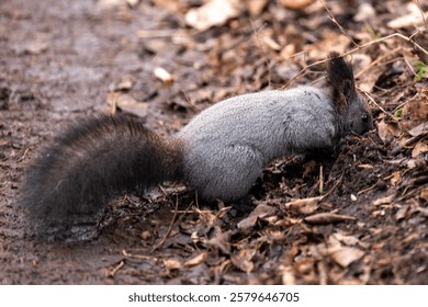 A grey squirrel digs through leaves on the ground in autumn. The wild animal is looking for food.