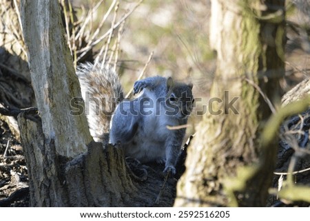 grey squirrel doing a super hero pose 