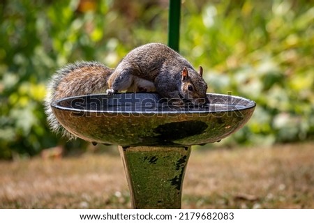 A grey squirrel drinking water from a bird bath on a hot summer's day in Sussex