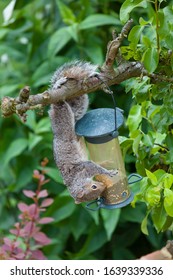 Grey Squirrel Eating From A Bird Feeder In An English Garden, UK