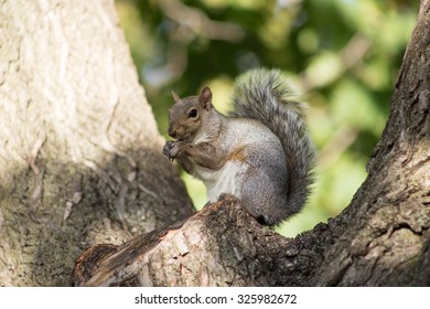 Grey Squirrel Eating Bread