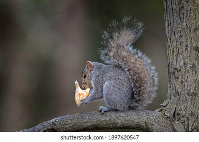 57,138 Grey squirrel Images, Stock Photos & Vectors | Shutterstock