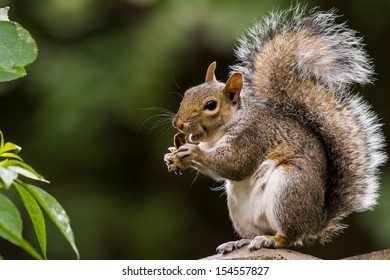 Grey Squirrel Eating Nut