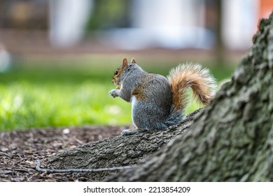 Grey Squirrel Eating A Nut