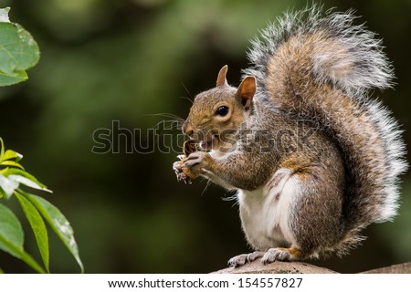 grey squirrel eating nut