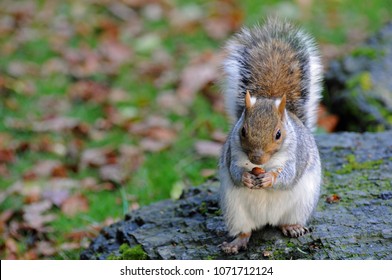 Grey Squirrel Eating A Nut On A Rock Against An Autumnal Background Of Gold And Red Leaves In Sheffield Botanical Gardens, U.K.