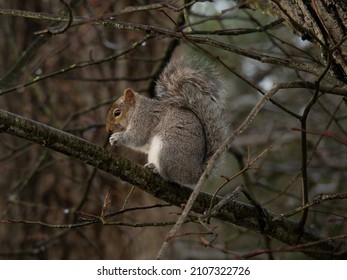 Écureuil gris mangeant des noix dans les bois, Devon, Royaume-Uni. Sciurus carolinensis.