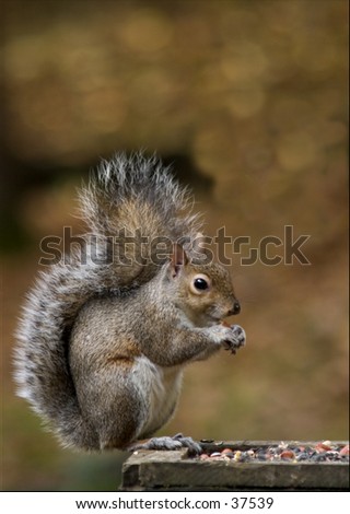 Similar – curious gray squirrel looking at camera