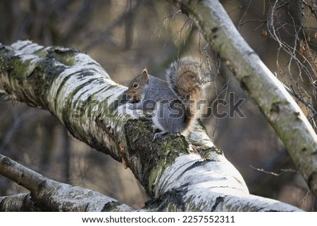 Grey Squirrel eating a pine cone