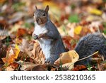 A grey squirrel in fallen autumn leaves