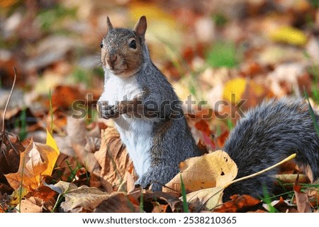 Similar – Image, Stock Photo Beautiful gray squirrel eats nut on tree in winter