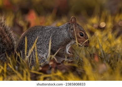 Grey squirrel foraging for acorns in grassy field during sunset - Powered by Shutterstock