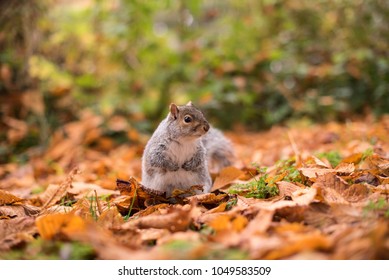 Grey Squirrel Foraging For Nuts