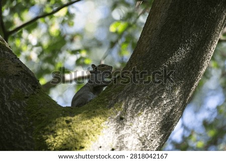 A grey squirrel high up in a tree away from the ground below