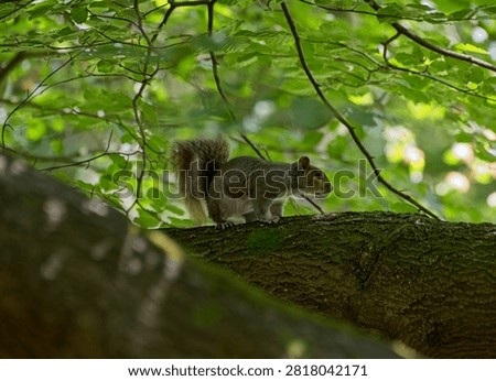 A grey squirrel high up in a tree away from the ground below