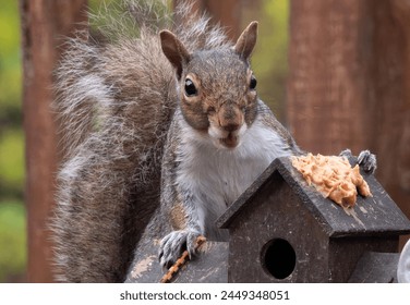 A Grey Squirrel on the backyard deck                                - Powered by Shutterstock