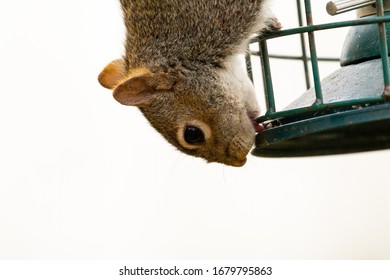 Grey Squirrel On A Bird Feeder