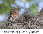 grey squirrel on a branch holding leg