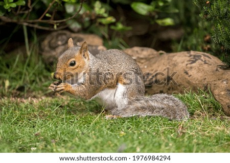 Similar – squirrels Environment