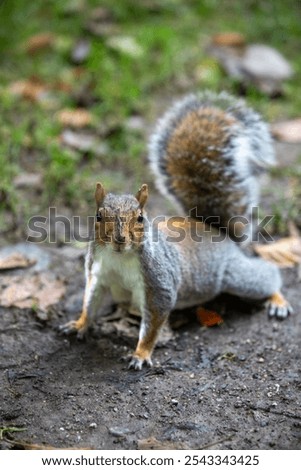 Grey Squirrel on the ground, in an action pose