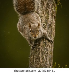 Grey squirrel on a tree.