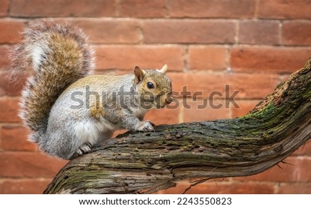 Grey Squirrel on the tree in Valentino Park, Turin in northern Italy, Europe
