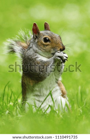 Similar – Image, Stock Photo closeup of grey squirrel face