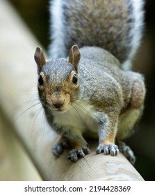 The Grey Squirrel Is Quick To Adapt And Thrive Living Along Side Humans. Parks And Gardens Provide Shelter And Food In Abundance And Their Curiosity Endears Them To The Public