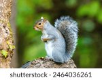 Grey Squirrel sat on tree stump