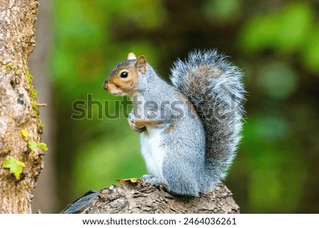 Grey Squirrel sat on tree stump