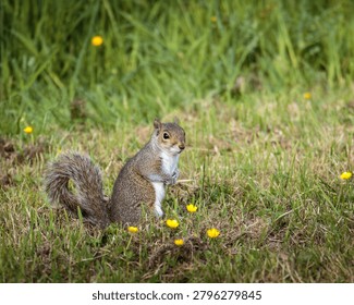 Grey Squirrel, Sciurus carolinensis, squirrel behaviour and feeding on the woodland floor at Ensors Pool, June 2026